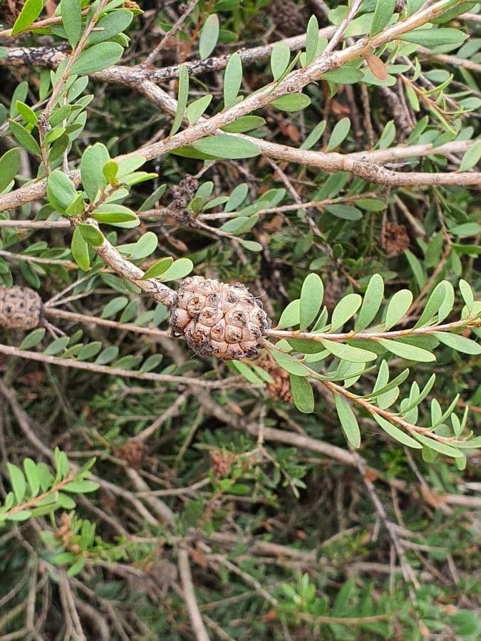 Melaleuca