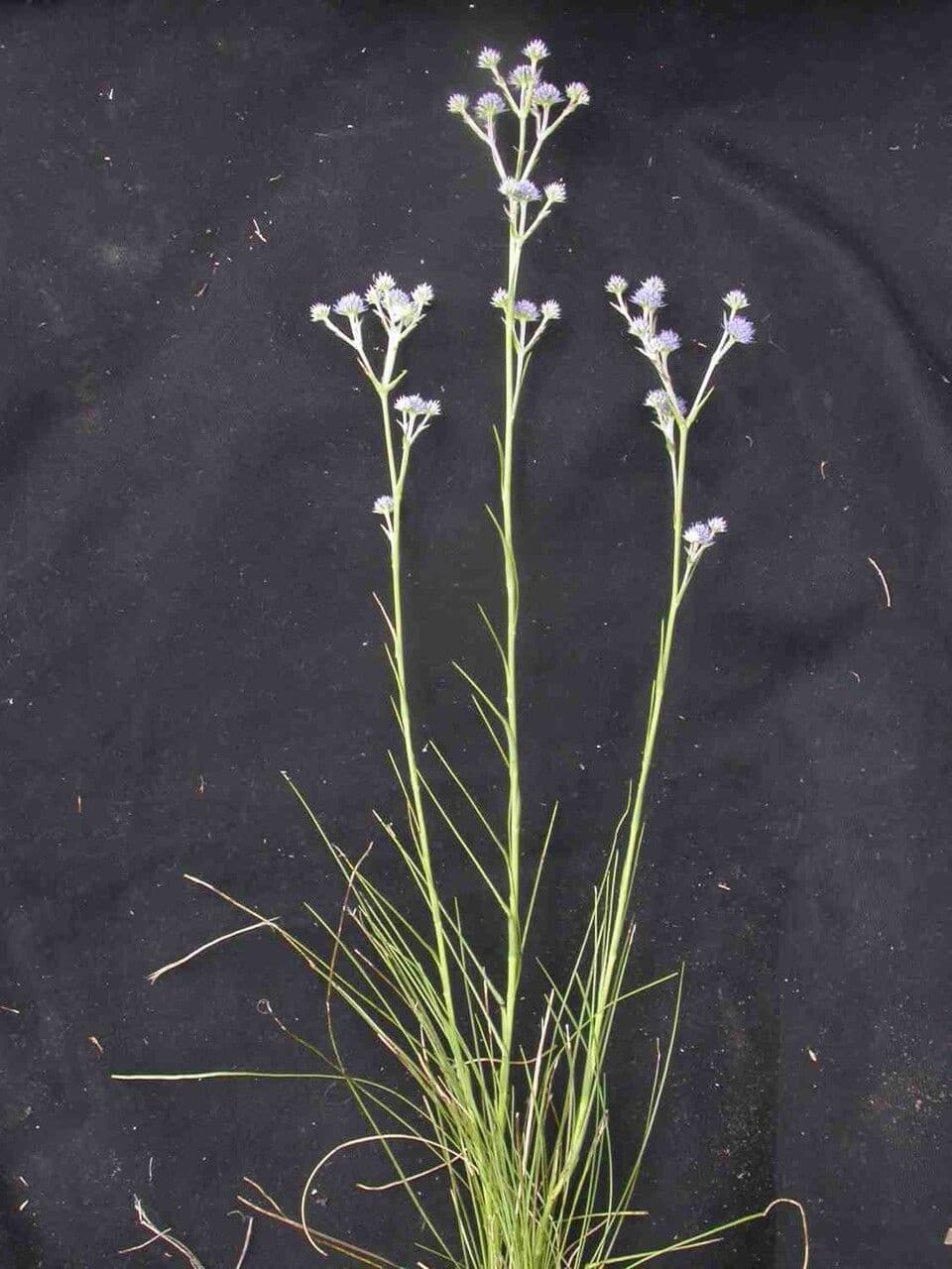 Eryngium junceum