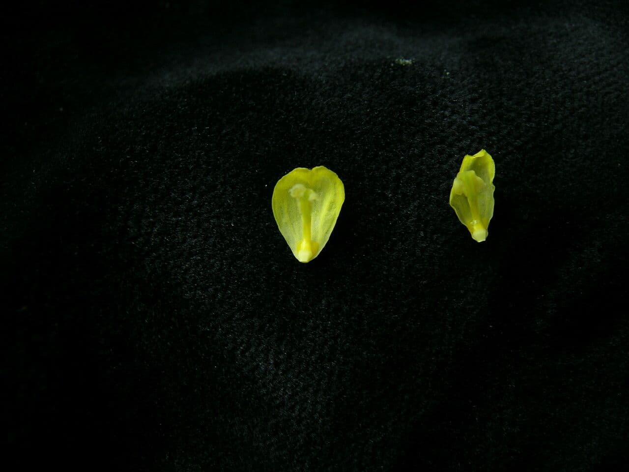 Berberitze 4