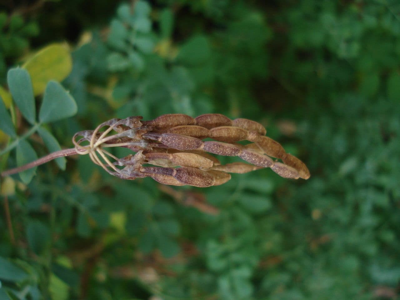 Coronilla valentina 4
