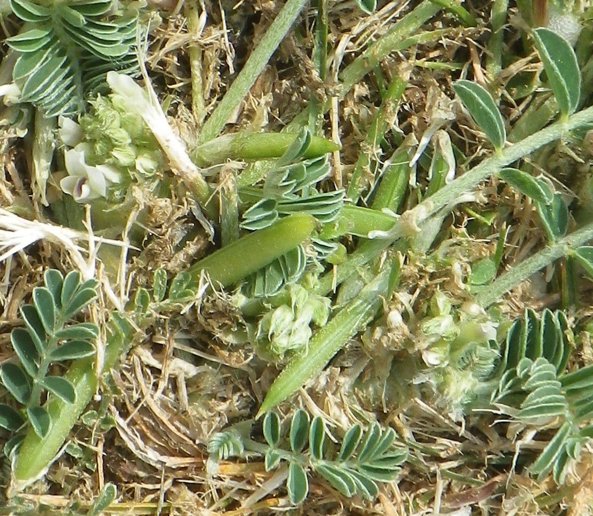 Astragalus depressus 4