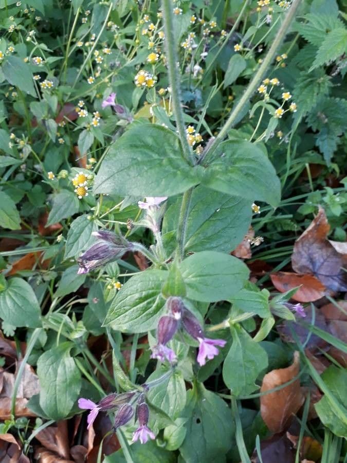 Silene dioica 16