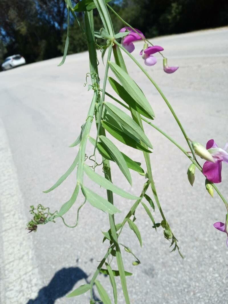 Cicerchia clymenum 17