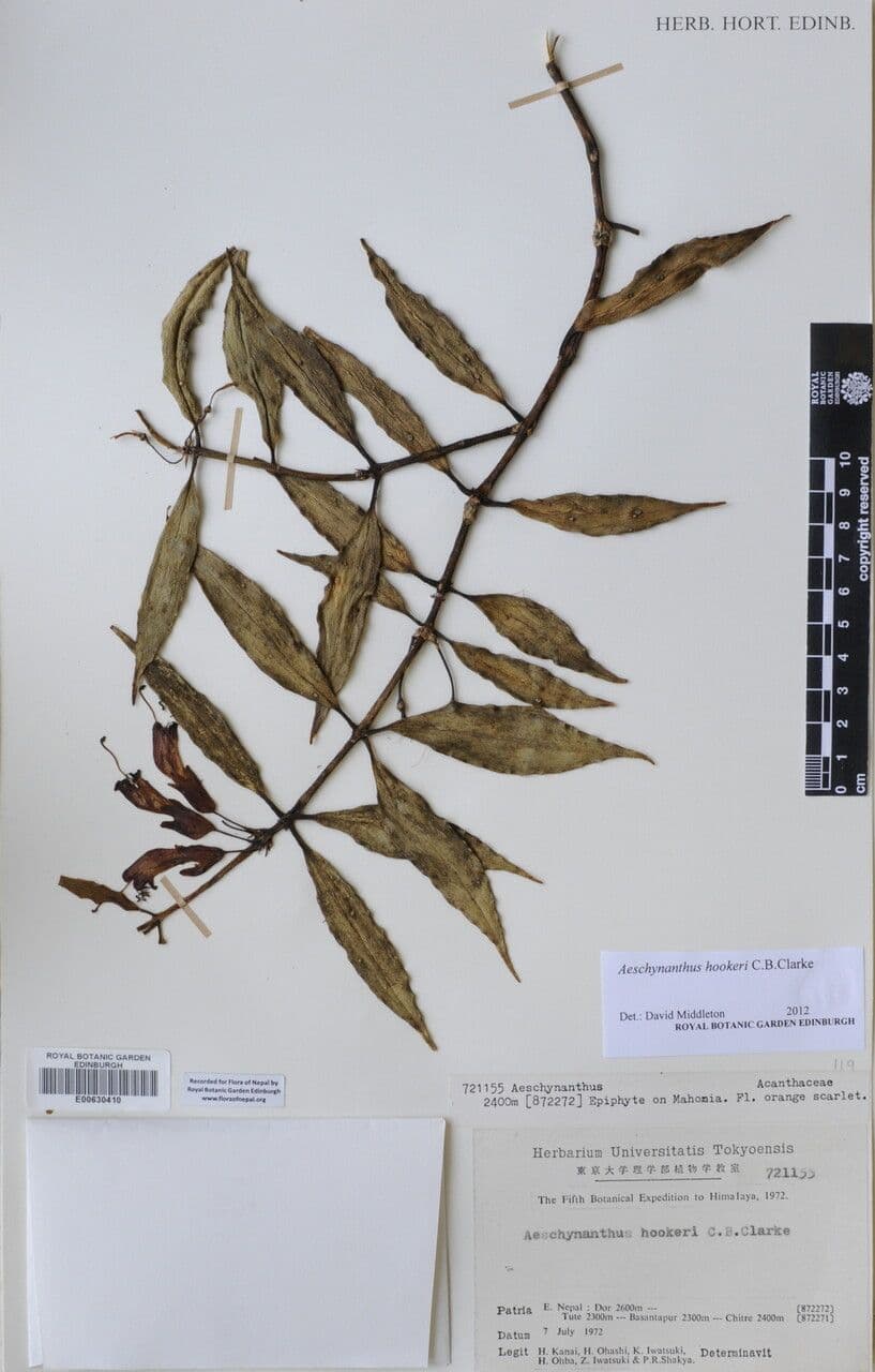 Aeschynanthus 18