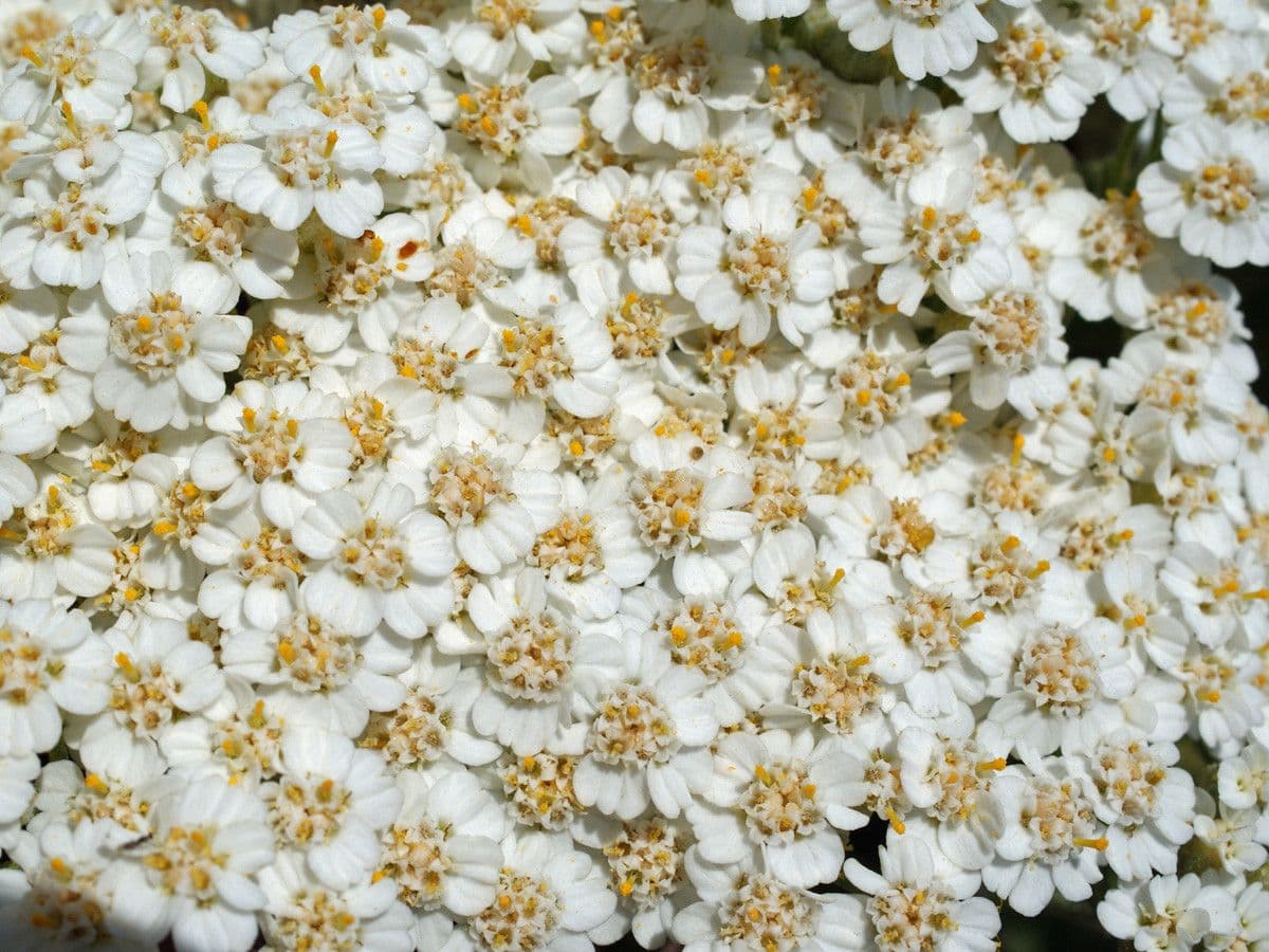 Achillea di Creta