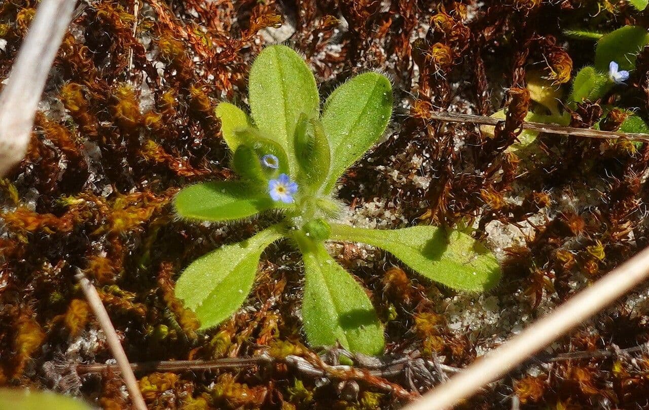 Miosotide ramosissima 13