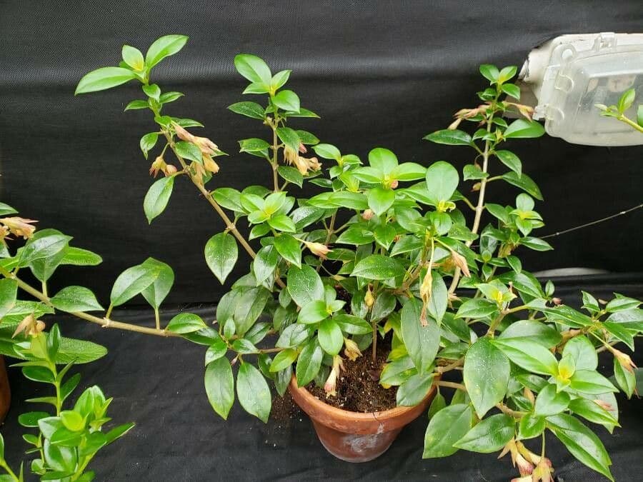 Nematanthus 5