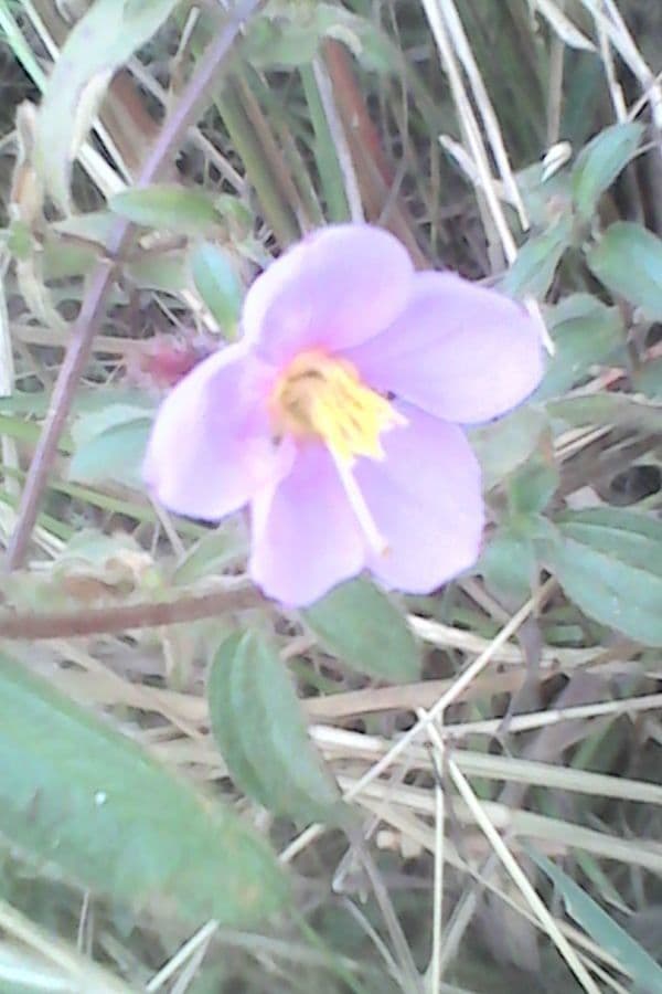 Rosettea 2