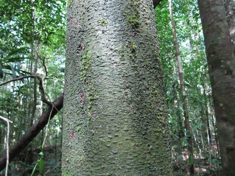 Eperua