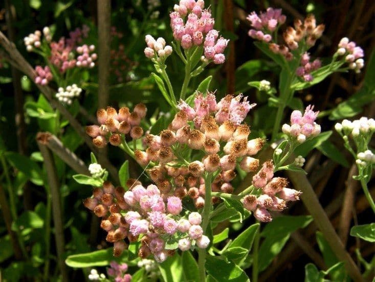 Duftender Kriechstern 8