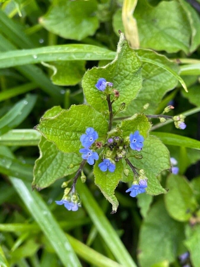 Brunnera macrophylla 10