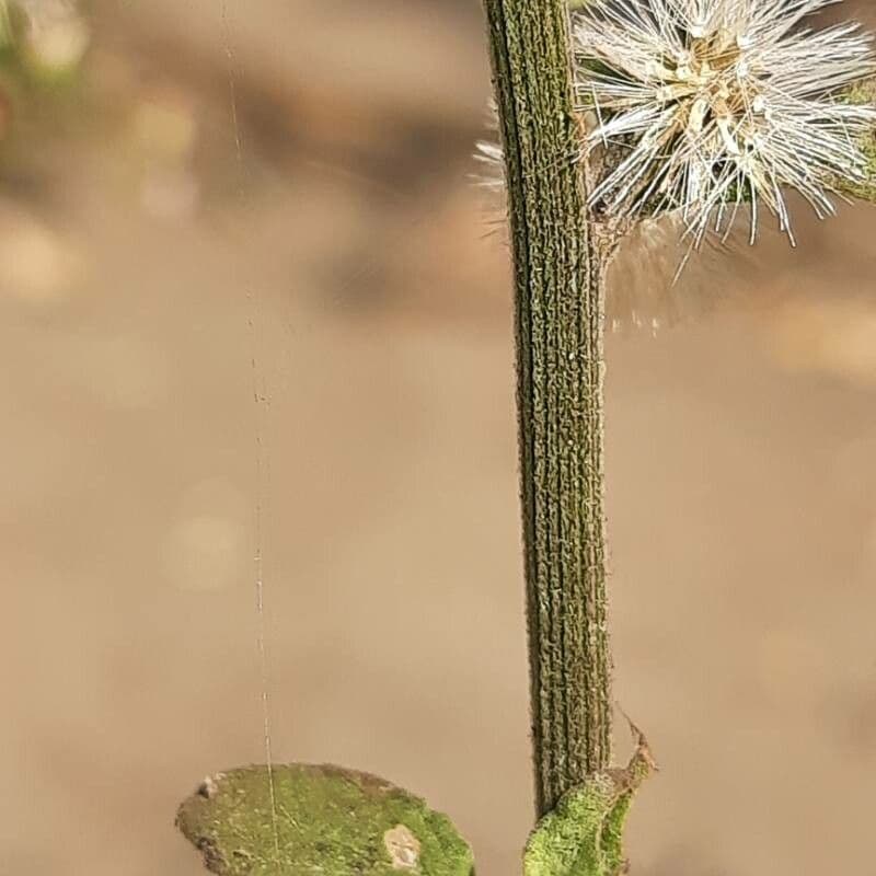 Cyanthillium popelavé 22