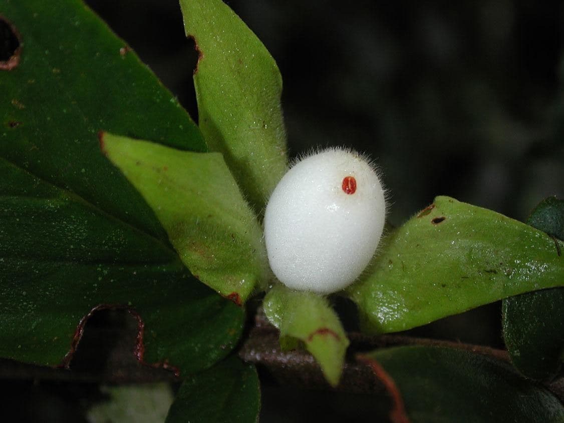 Columnea nicaraguense 2