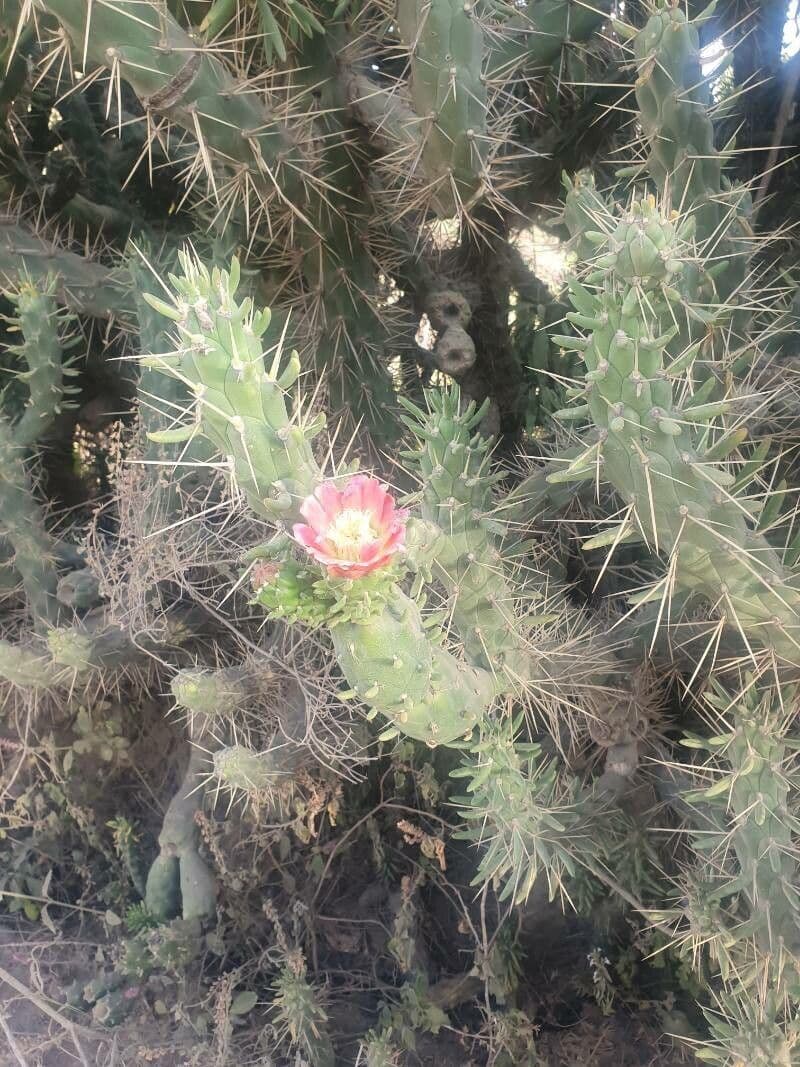 Cactus 4