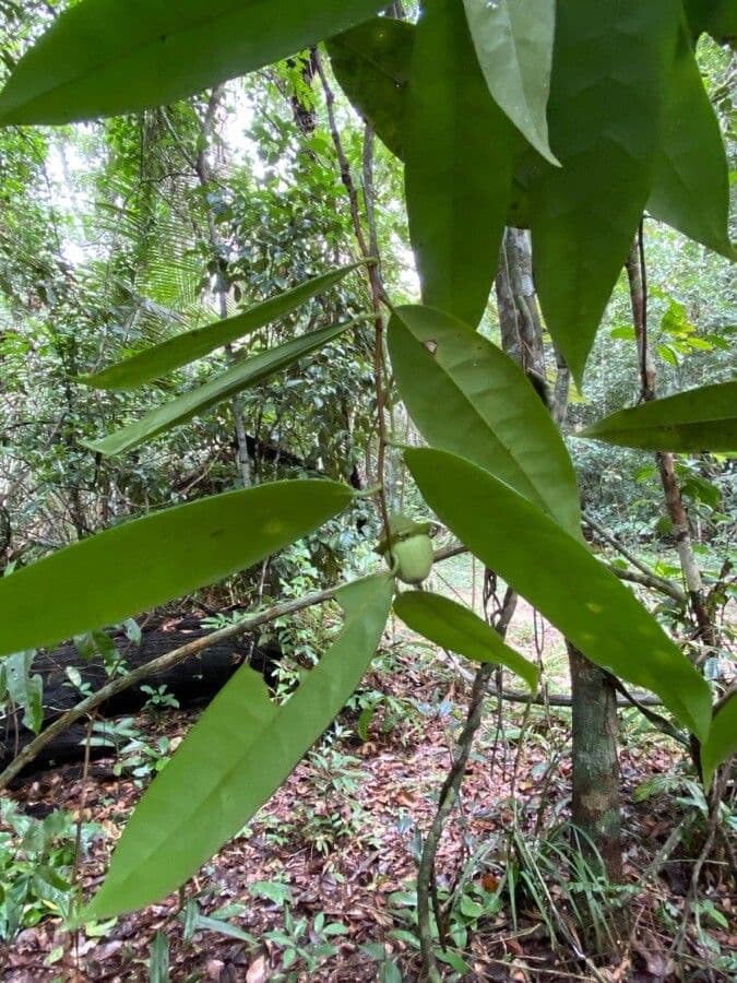 Urbanodendron