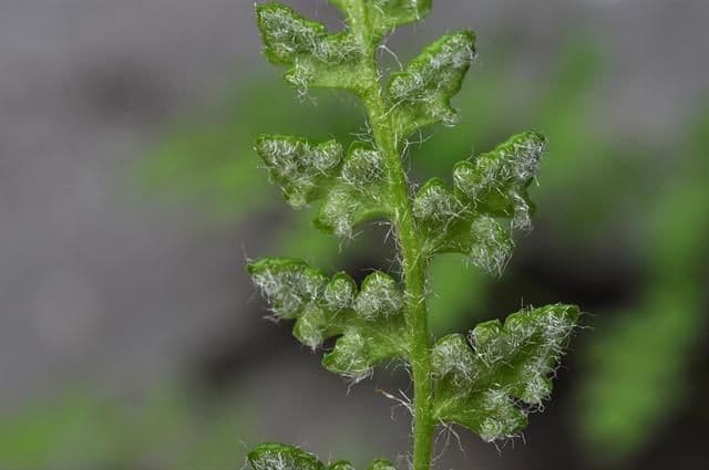 Pazoubek alpský