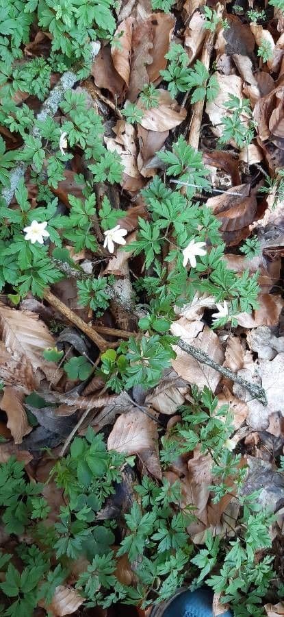 Fünfblättrige Anemone 11
