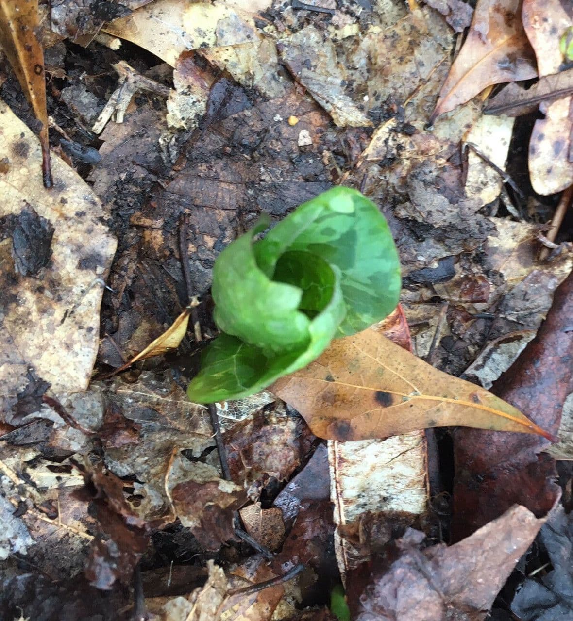 Trillium cuneatum 8