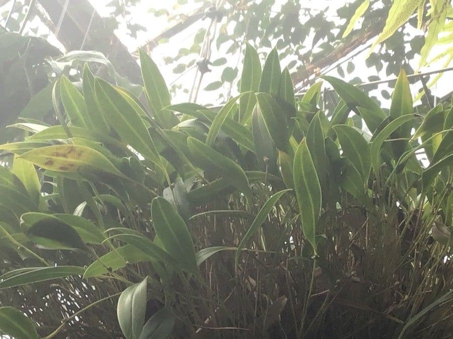 Pleurothallis ruscifolia 4