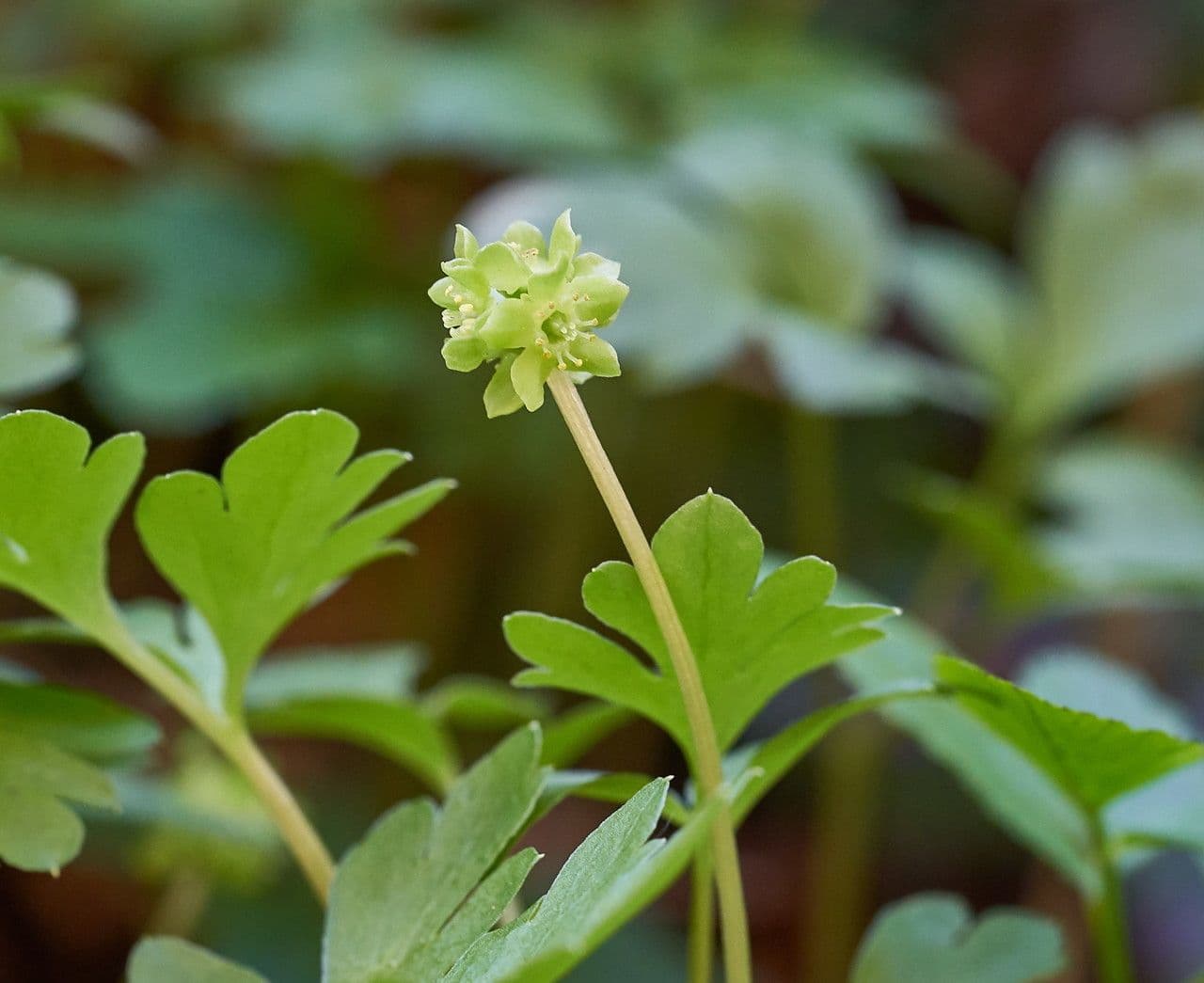 Erba moscatellina 8