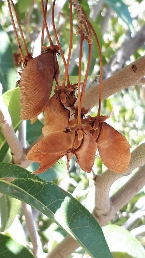 Acridocarpus