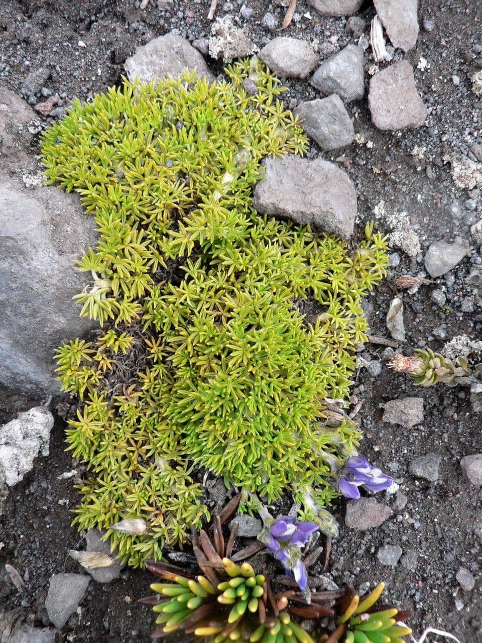 Kleinblättrige Lupine 11