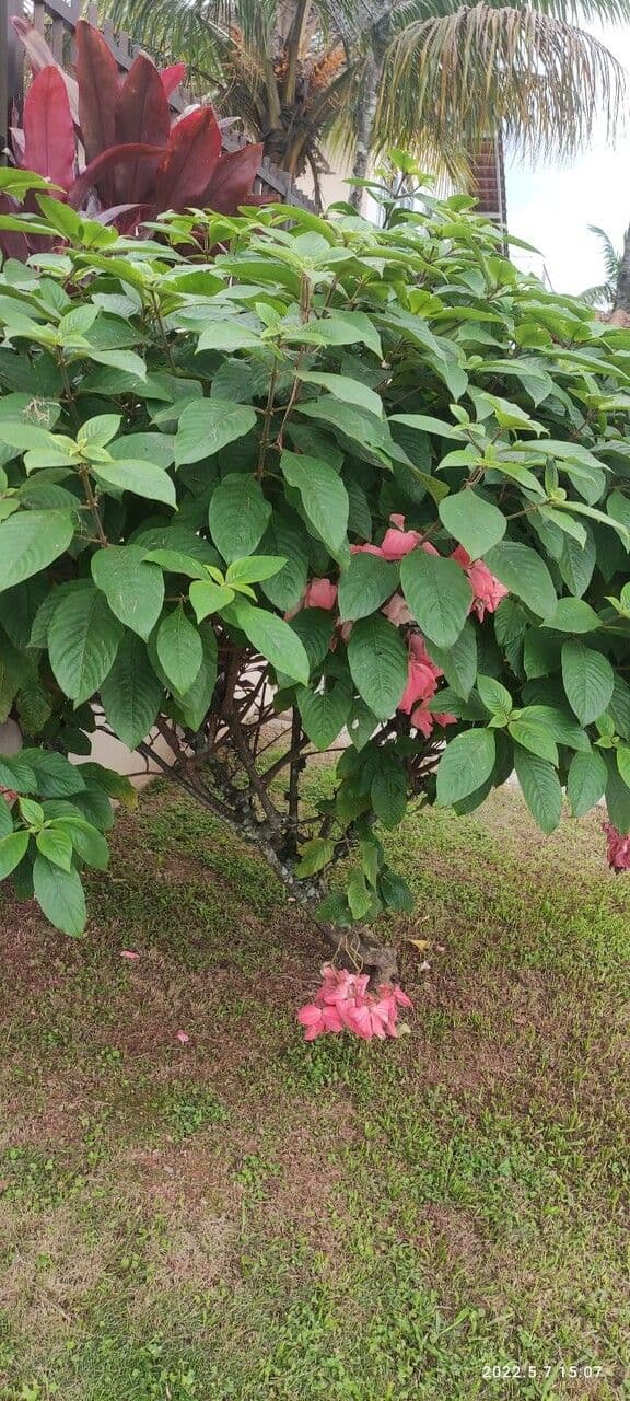 Mussaenda erythrophylla 6