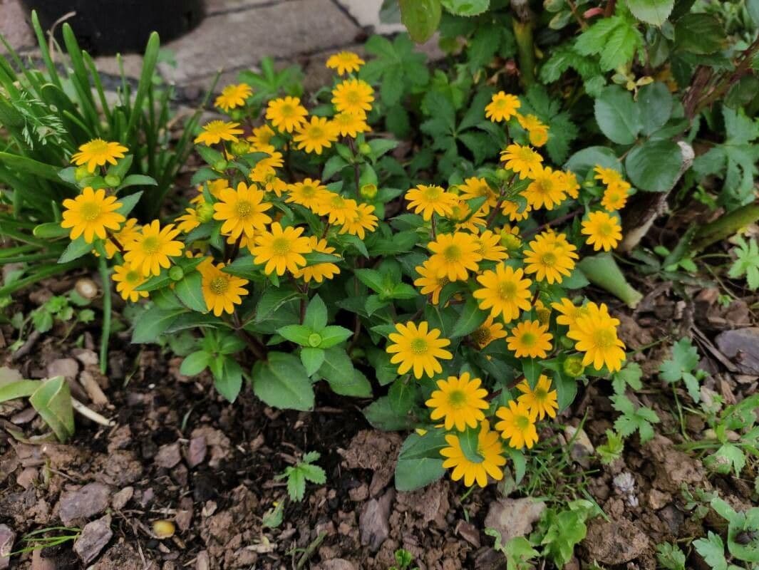 Sanvitalia prostrata 23