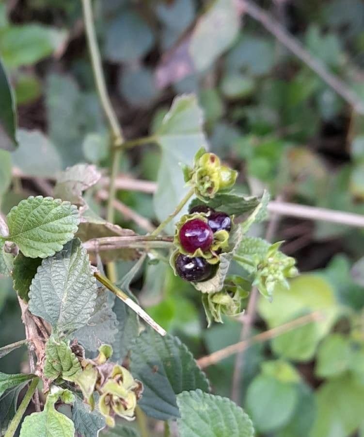 Lantana fucata