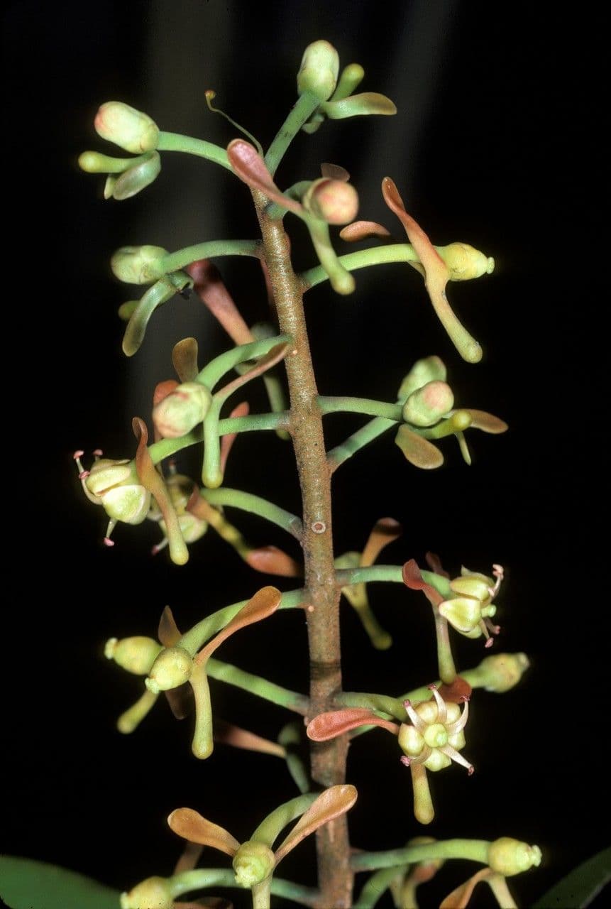 Souroubea