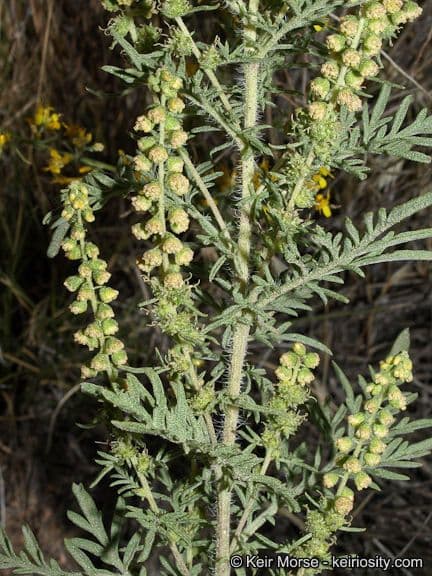 Bur ragweed 7
