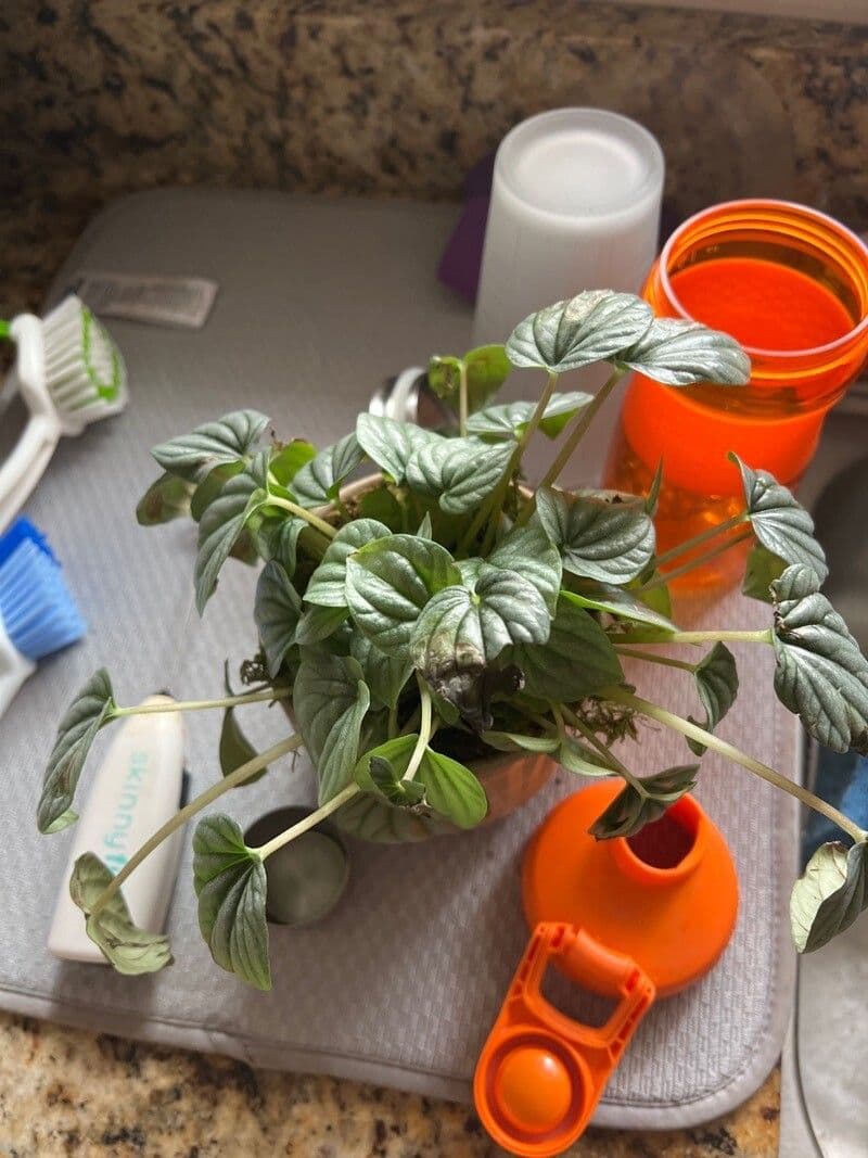 Peperomia a strisce bianche 8