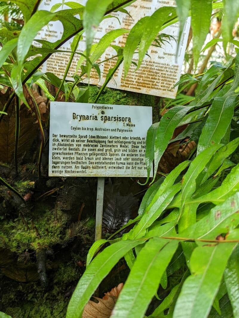 Drynaria 4