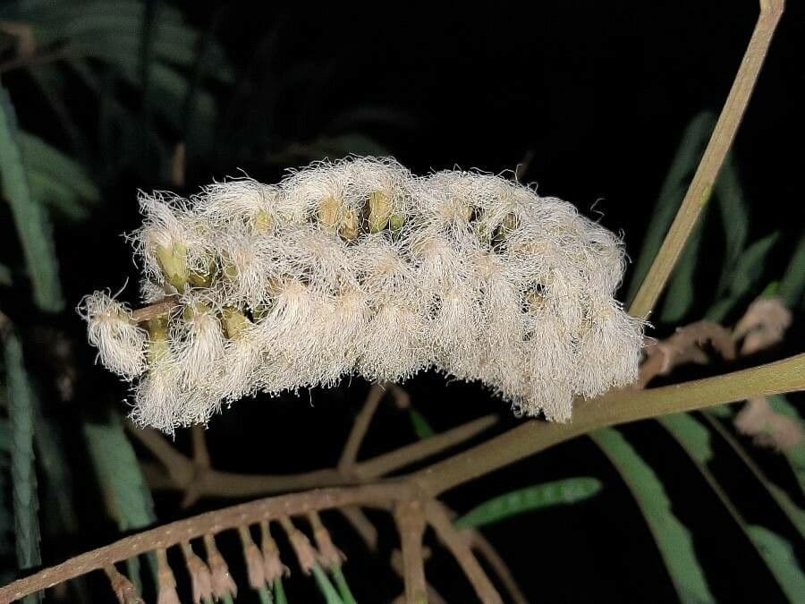 Albizia australiana 6