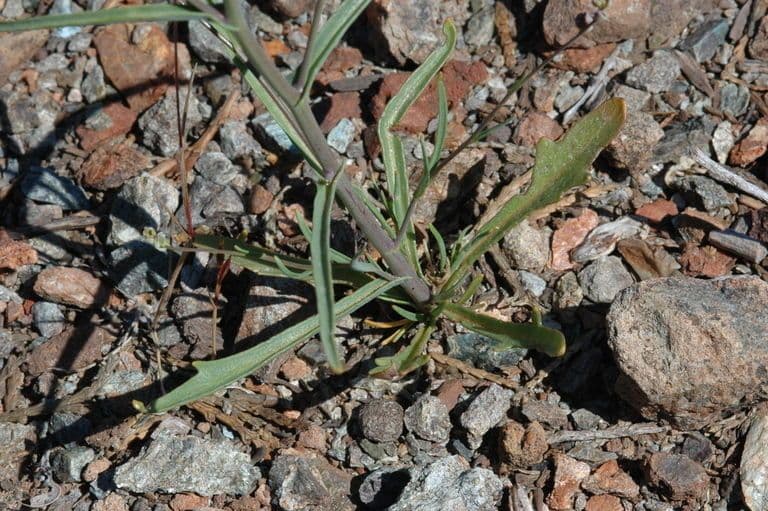 Streptanthus polygale 8