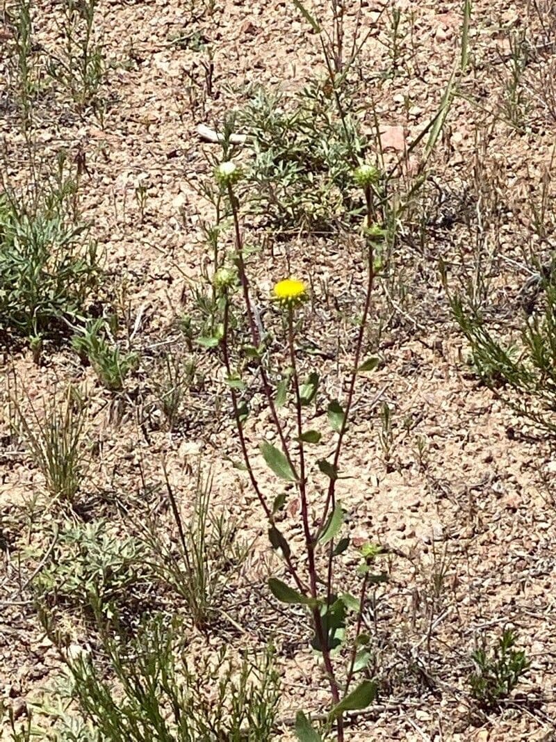 Grindelia 6