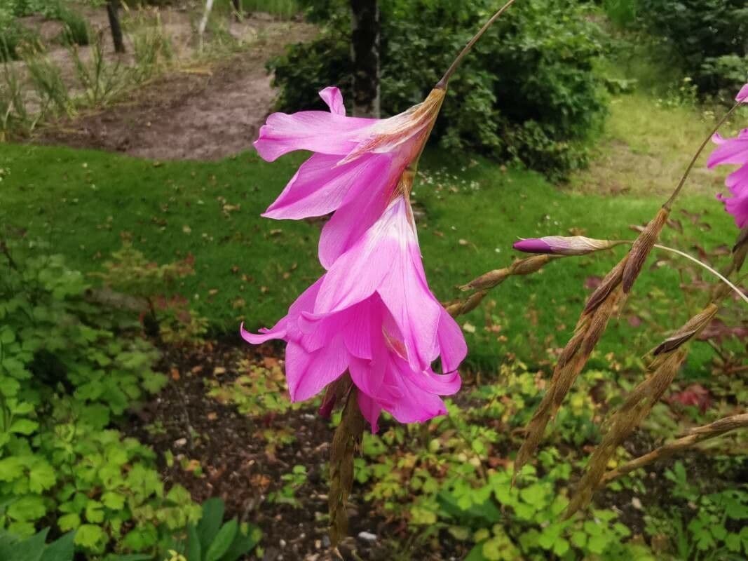 Dierama