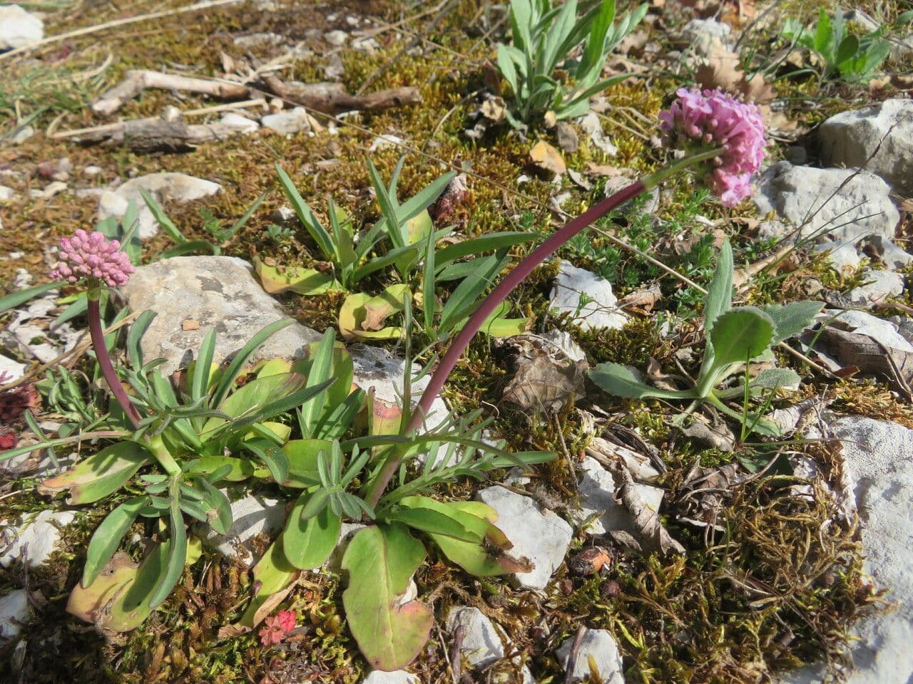 Valeriana tuberosa 22