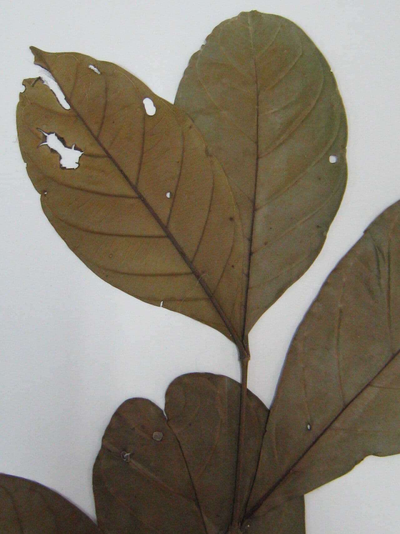 Erisma 8