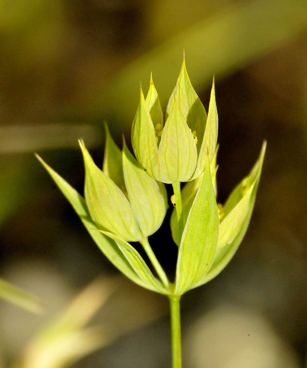 Bupleurum di Balden 18