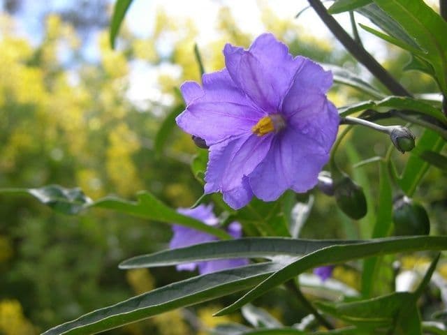 Solanum nudo 6
