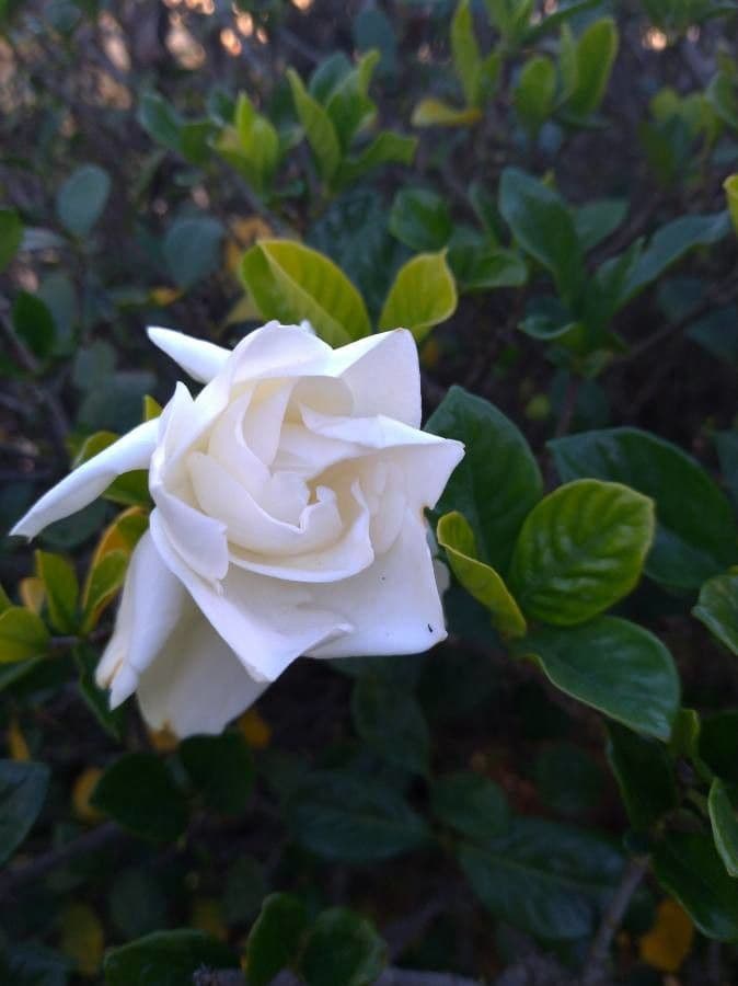 Gardenia 3