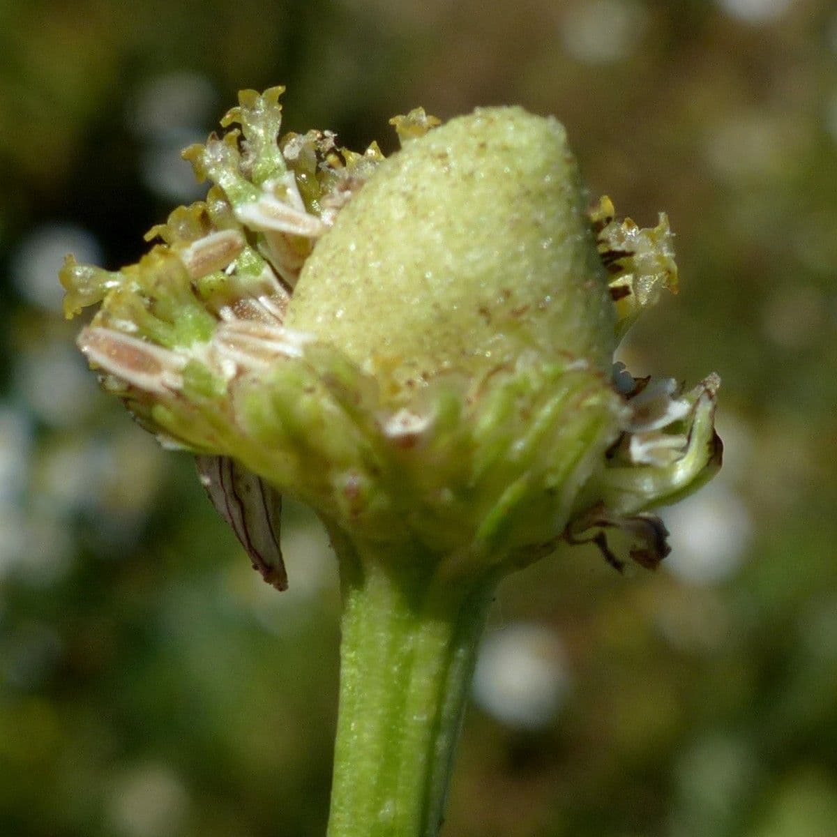Scentless mayweed