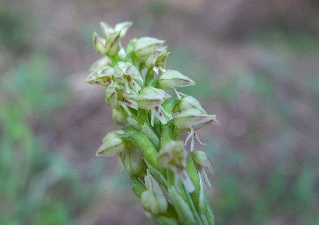 Orchidea maculata 6