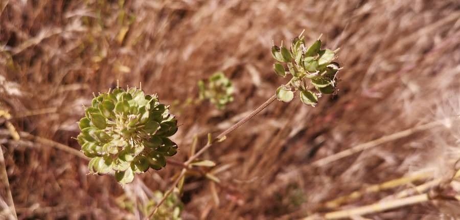 Iberis pinnata 3