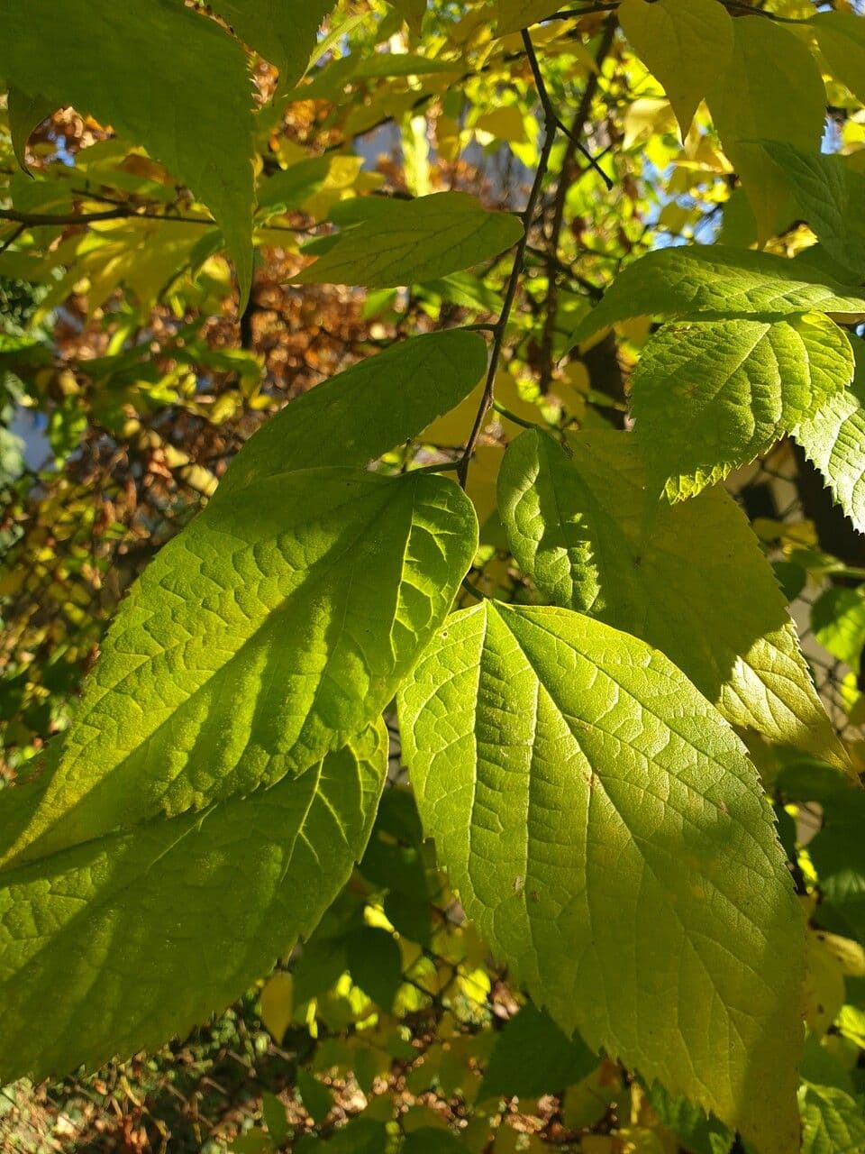 Dwarf hackberry 3