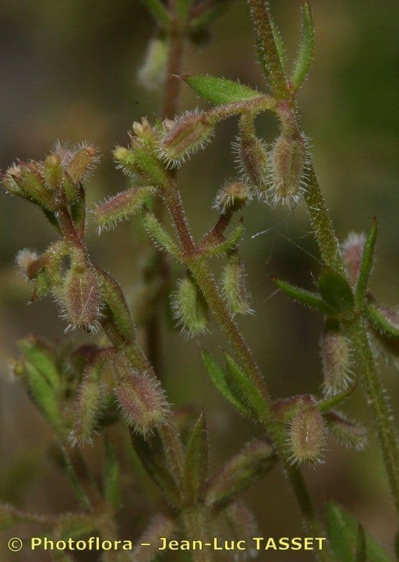 Galium murale 3
