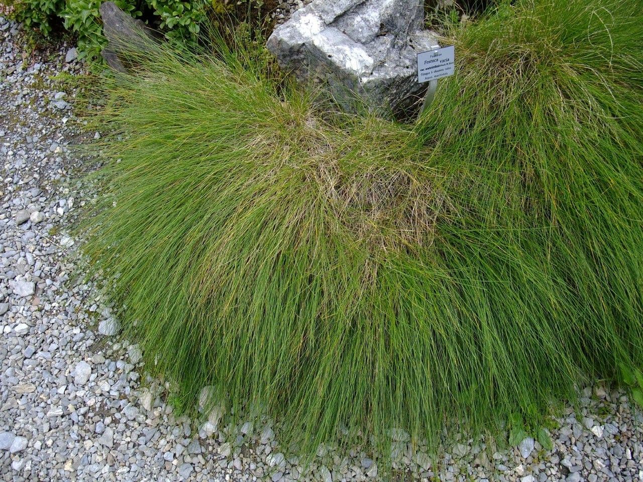 Festuca scabrosa