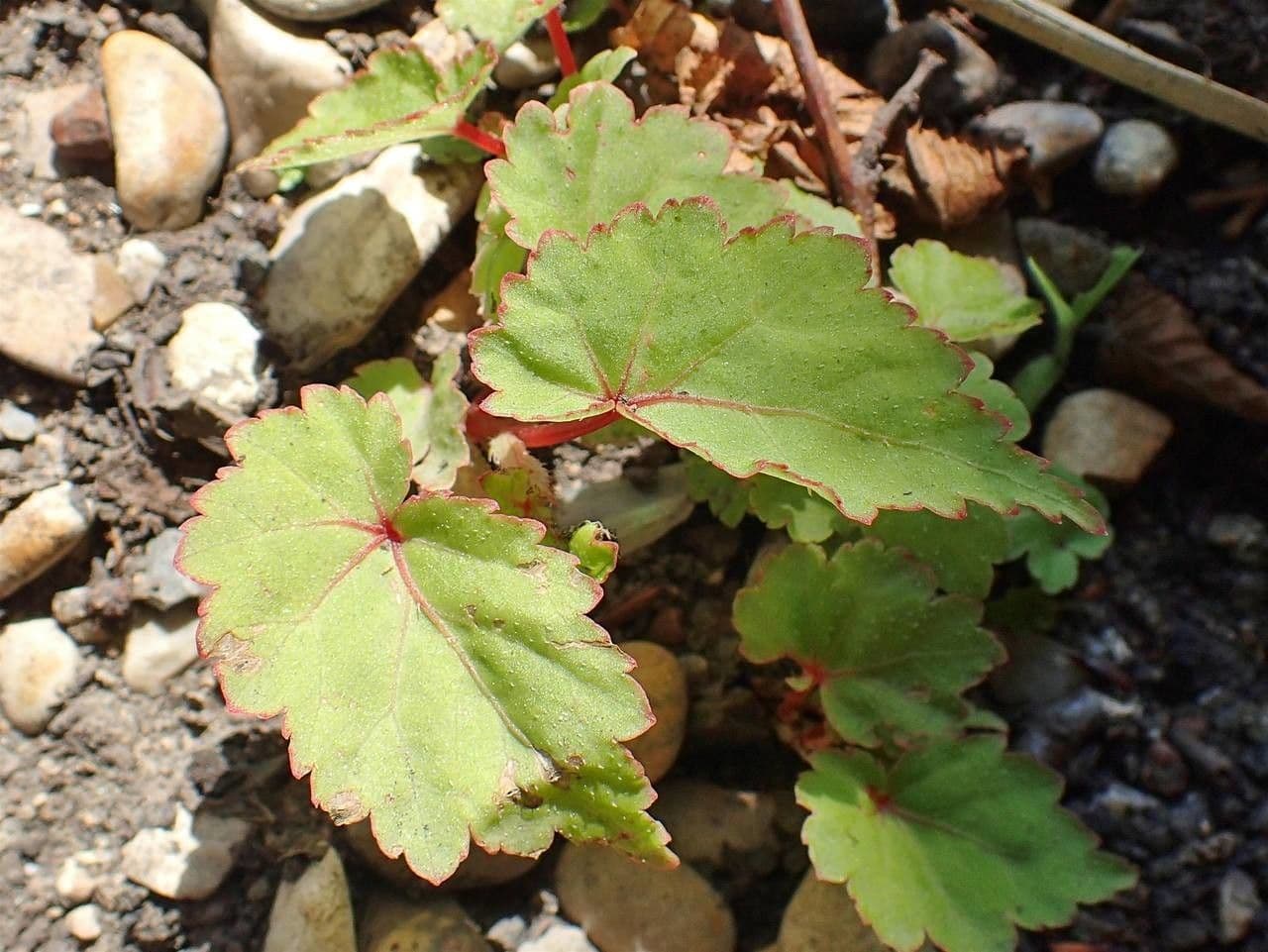 Begonia 6