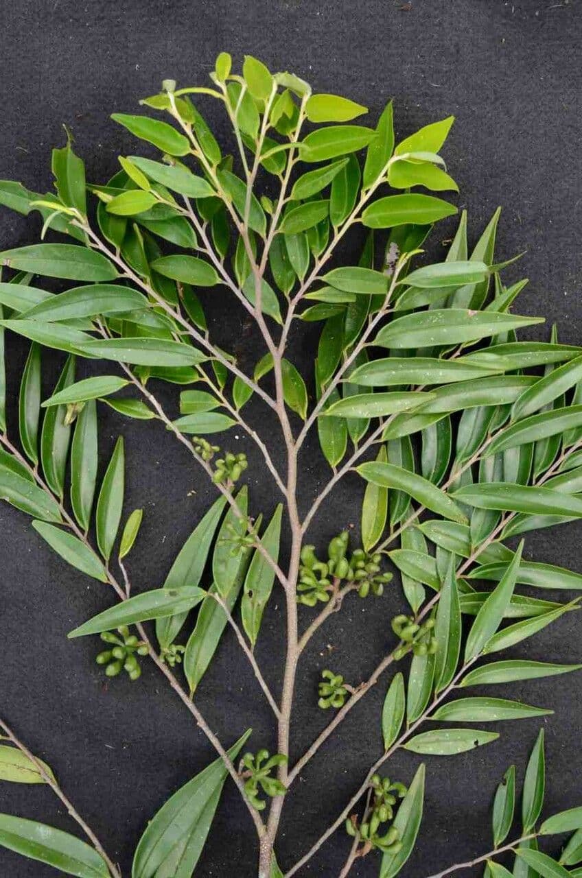 Xylopia brazylijska 7
